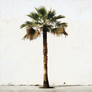 Create an image depicting a robust palm tree with a wide trunk a...