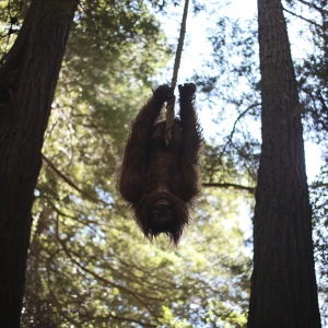 A large manical humanoid looking hair covered sasquatch reaches...