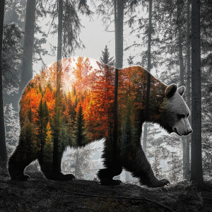 A peaceful forest with tall trees, thick underbrush, and dappled...