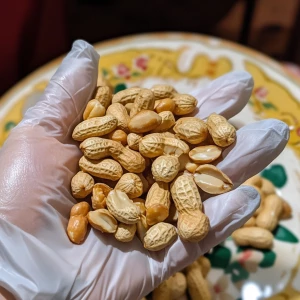 a close-up of a hand wearing a white disposable glove holding a handful of roasted or fried peanuts. The peanuts vary in size and color, with some appearing more golden-brown than others. Some peanuts are whole, while others are split in half, revealing their inner texture. The background includes a plate with more peanuts scattered on it, which has a floral design with yellow and white colors. The lighting suggests the use of a camera flash, as there are visible reflections on the glove and peanuts. This setup indicates a hygienic handling process, possibly for food packaging or preparation.