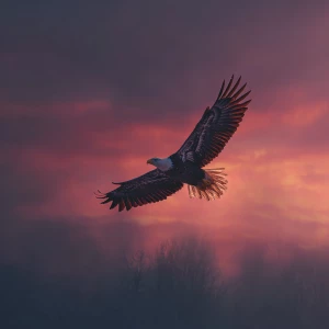 Eagle flying before the dawn breaks