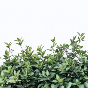 White Background - Green Bush