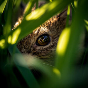 A photograph depicting a mouse's eye in a close-up shot as it ne...