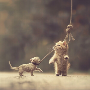 Create an absurdist image of a cat walking upright holding a dog...