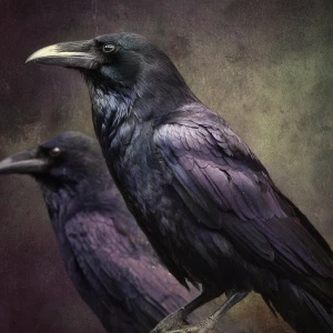 Crows slightly larger than usual with a wingspan of up to 3 feet...