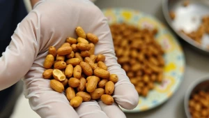 a close-up of a hand wearing a white disposable glove holding a handful of roasted or fried peanuts. The peanuts vary in size and color, with some appearing more golden-brown than others. Some peanuts are whole, while others are split in half, revealing their inner texture. The background includes a plate with more peanuts scattered on it, which has a floral design with yellow and white colors. The lighting suggests the use of a camera flash, as there are visible reflections on the glove and peanuts. This setup indicates a hygienic handling process, possibly for food packaging or preparation.