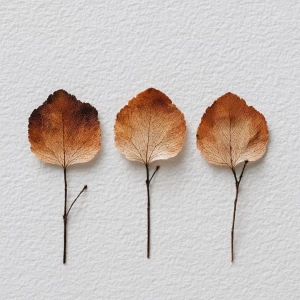 Pressed autumn leaves, minimalist style, white background