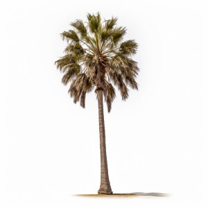 A Californian Palm Tree 🌴 

Real life 

White background