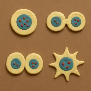 Stop-Motion