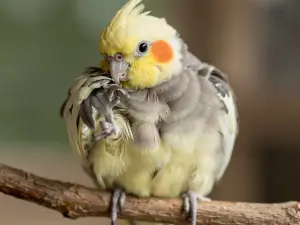 Generate an image of a fluffy cockatiel perched on a wooden bran...