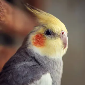 cute cockatiel