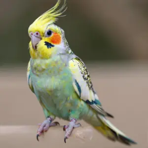 cute cockatiel parrot
