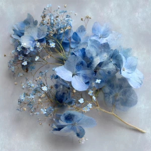 Prompt: Dusty-blue hydrangea heads mixed with tiny forget-me-not...