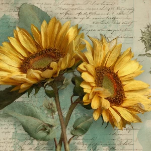 Sunflower junk journal page, vintage botanical collage, large go...