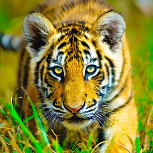 ((score_9_up,score_8_up, score_7_up)), ((tiger cub )), (ready to...