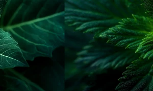 macro shot of a lush green leaf rosette at the center, sharp ser...