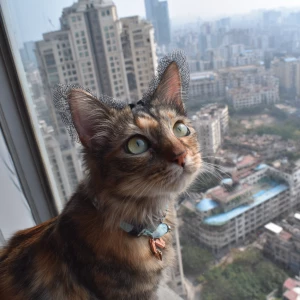 Skyscraper cat ears looking in india