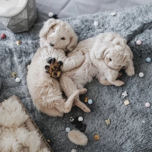 National Cuddle Up Day
January 6