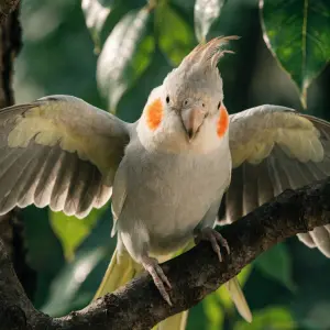 cute cockatiel parrot