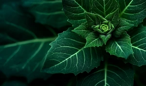 macro shot of a lush green leaf rosette at the center, sharp ser...