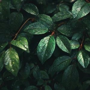 Generate a realistic depiction of a dark green scene featuring a...