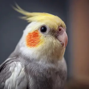 cute cockatiel