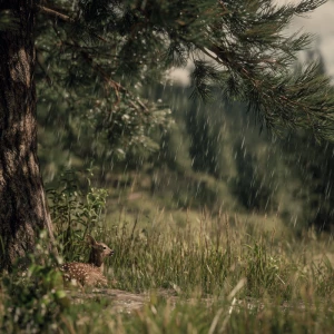 Heavy rain beginning to fall across Rocky Mountain meadow, baby...