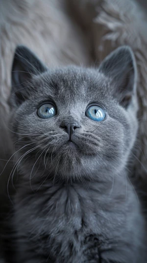 close-up adorable gray british shorthair kitten with big bright...
