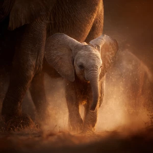A baby African elephant named Ember, just born next to his mothe...
