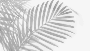 48. Coconut leaf shadow abstract pattern on white wall, minimal...